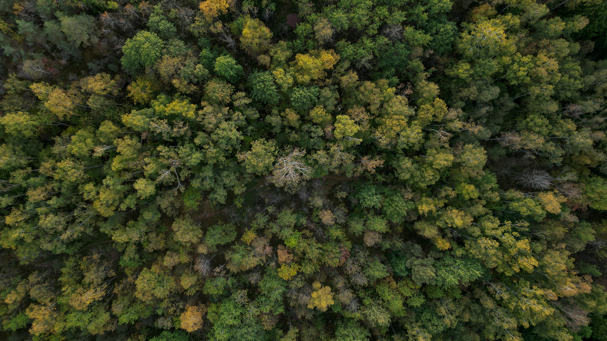Drone foto af træer set oppe fra