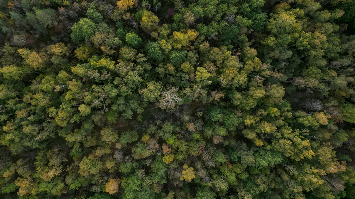 Drone foto af træer set oppe fra