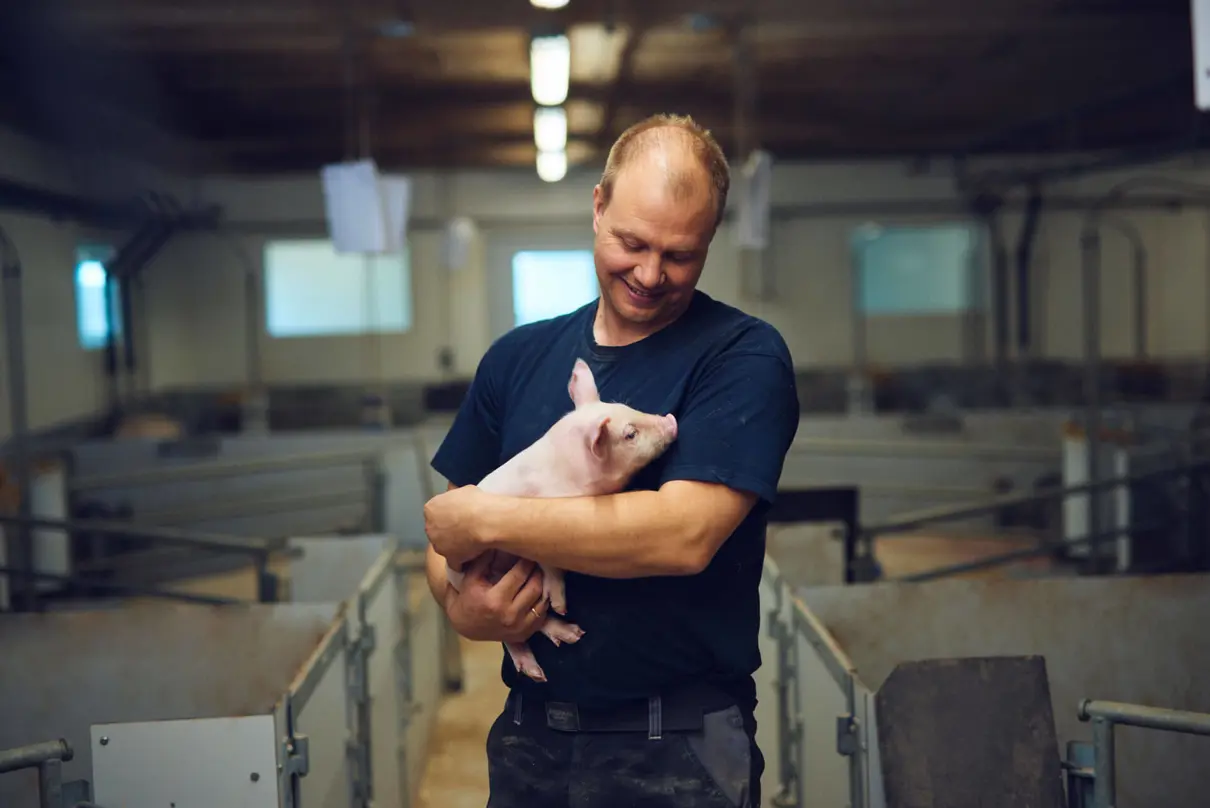 Bornholmergrisen på armen