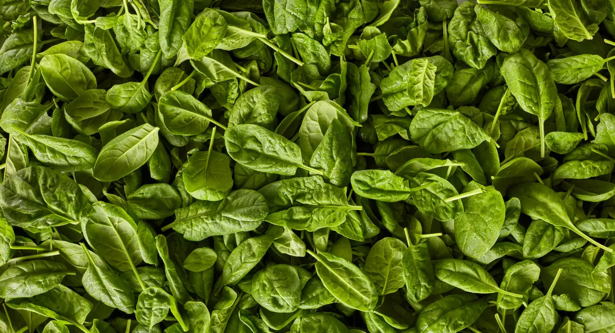 Basililkum baggrund - Den Grønne Slagter